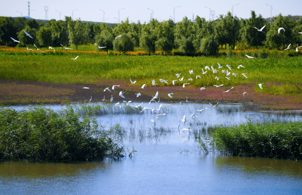 《湿地公约》批准在中国设立国际红树林中心